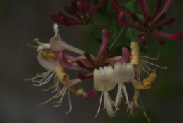 Lonicera periclymenumWilde kamperfoelie bestellen